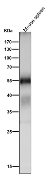 ATG12 Rabbit mAb