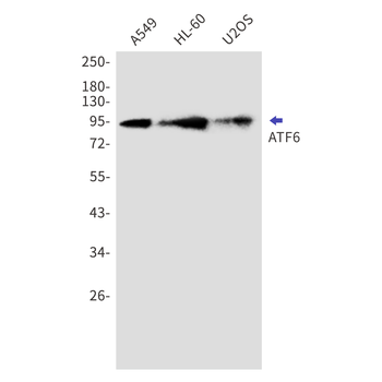 ATF6 Rabbit mAb