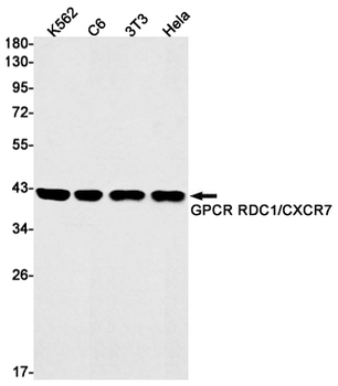 RDC1 Rabbit mAb Antibody