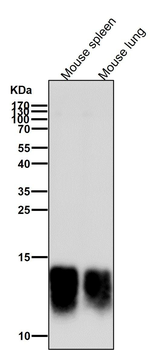 Secretory Phospholipase A2 Rabbit mAb