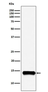 Secretory Phospholipase A2 Rabbit mAb