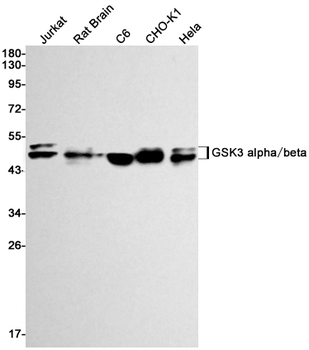 GSK3 alpha/beta Rabbit mAb Antibody