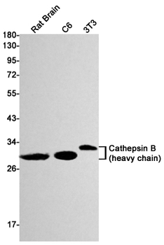 Cathepsin B Rabbit mAb
