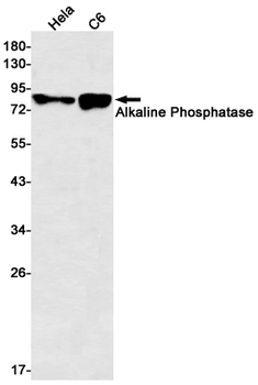 Alkaline Phosphatase Rabbit mAb
