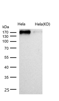 CLIP170 Rabbit mAb [KD Validated] Antibody