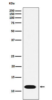 CTNNBIP1 Rabbit Monoclonal Antibody