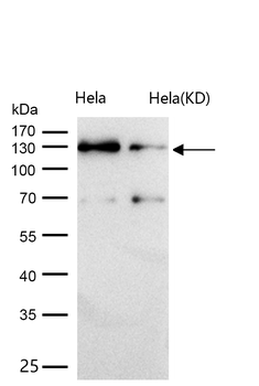 CC2D1A Rabbit mAb [KD Validated] Antibody