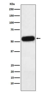 Fetuin A Rabbit Monoclonal Antibody