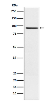 RAP1GAP Rabbit Monoclonal Antibody