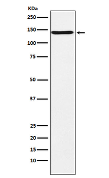 CNTN2/TAG1 Rabbit Monoclonal Antibody