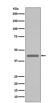 VSV-G-tag Rabbit Monoclonal Antibody
