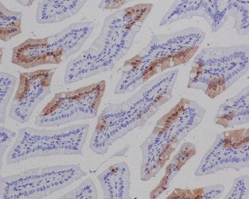 GFP Rabbit Monoclonal Antibody