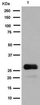 GFP Rabbit Monoclonal Antibody
