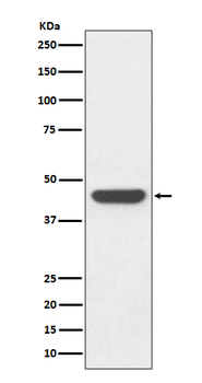 HA-tag Rabbit Monoclonal Antibody