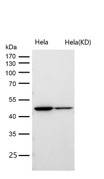 Aspartate Aminotransferase Rabbit Monoclonal Antibody