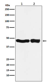 UQCRC2 Rabbit Monoclonal Antibody