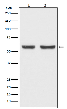 xCT Rabbit Monoclonal Antibody