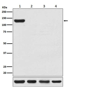 CRISPR-Cas9 SA Rabbit Monoclonal Antibody
