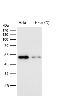Cyclin A1/A2 Rabbit mAb [KD Validated] Antibody