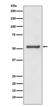 Cyclin A1/A2 Rabbit mAb [KD Validated] Antibody