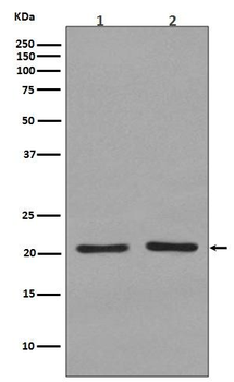 HRAS1/HRAS/KRAS Rabbit Monoclonal Antibody