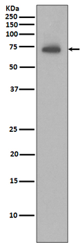 IAP2 Rabbit Monoclonal Antibody