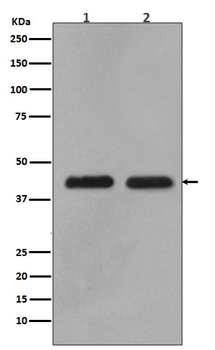 MEK1/2 Rabbit mAb Antibody