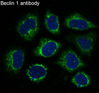 Beclin 1 Rabbit Monoclonal Antibody