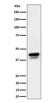 c-Jun/JunD(Phospho-Ser73+Ser100) Rabbit mAb Antibody