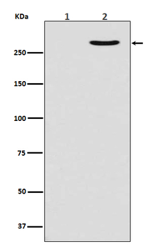 POLR2A (Phospho-Ser2) Rabbit mAb Antibody