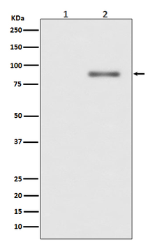 PKC alpha (Phospho-Thr638) Rabbit mAb Antibody