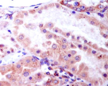 GSK3β(Phospho-Ser9) Rabbit mAb [KD Validated] Antibody