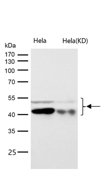GSK3α/β(Phospho-Tyr216/Tyr279) Rabbit mAb [KD Validated] Antibody
