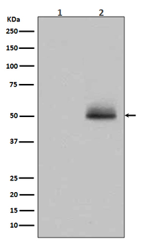 GSK3α/β(Phospho-Tyr216/Tyr279) Rabbit mAb [KD Validated] Antibody