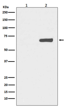 YAP1 (Phospho-Ser127) Rabbit mAb Antibody