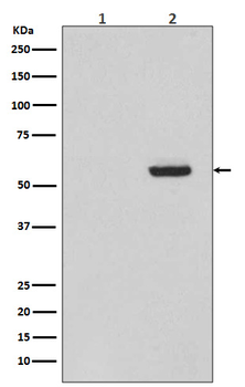 Tau (Phospho-Ser396) Rabbit mAb Antibody
