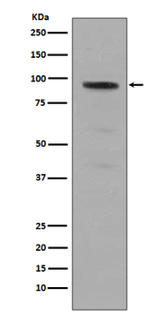 Stat5 (Phospho-Tyr694) Rabbit Monoclonal Antibody