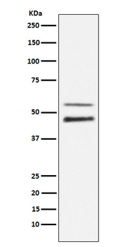 JNK1/2/3 (Phospho-Thr183+Thr183+Thr221) Rabbit mAb Antibody
