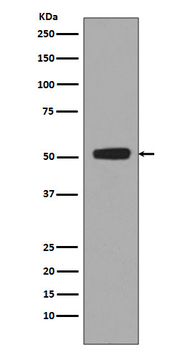 p53 (Phospho-Ser376) Rabbit mAb Antibody