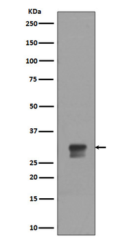 Cdk1/2 (Phospho-Thr14) Rabbit mAb Antibody