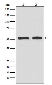 p53 (Phospho-Ser9) Rabbit mAb Antibody