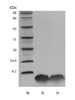 Recombinant Human Parathyroid Hormone 1-34