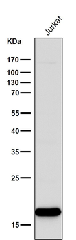 CD3 zeta Rabbit mAb