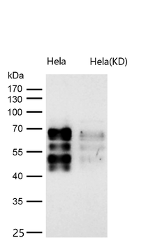 BIN1 Rabbit mAb [KD Validated] Antibody