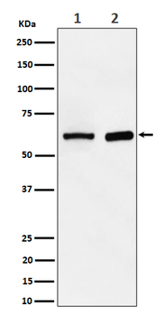 ATE1 Rabbit mAb Antibody