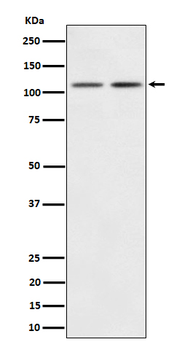 PI3 Kinase p110 beta Rabbit Monoclonal Antibody