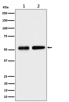 Septin 8 Rabbit Monoclonal Antibody
