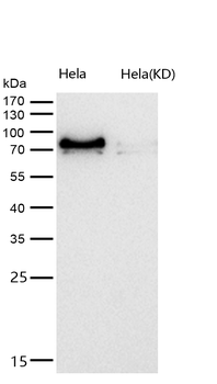 PPM1G Rabbit mAb [KD Validated] Antibody
