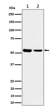 AAMP Rabbit mAb [KD Validated] Antibody
