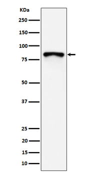 MS4A14 Rabbit mAb Antibody